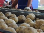Аграрии Подмосковья создали ассоциацию производителей семенного картофеля
